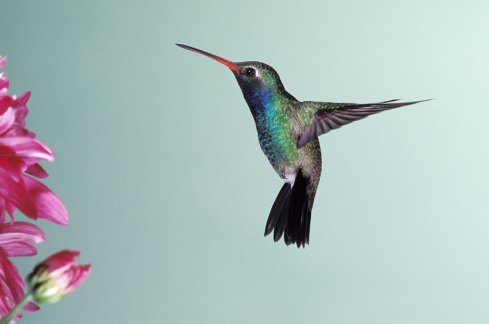 Image source: http://amsdaily.net/2012/01/05/the-legend-of-the-hummingbirds/